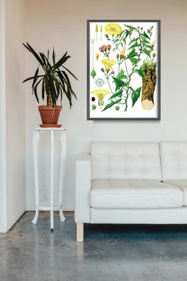 Wall art Botanical Princonvolvulus Scammonia