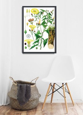 Wall art Botanical Princonvolvulus Scammonia