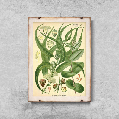 Canvas poster Eucalyptus Illustration