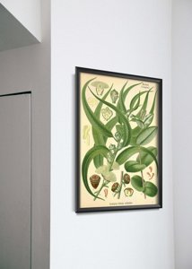 Canvas poster Eucalyptus Illustration