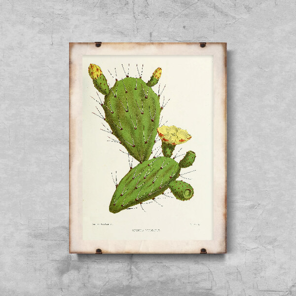 Poster Cactus Illustration Flower Opuntia Vulgaris