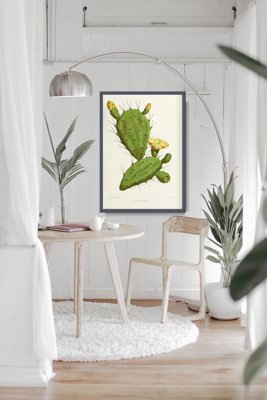 Poster Cactus Illustration Flower Opuntia Vulgaris