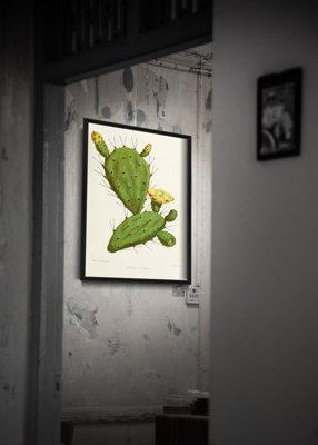 Poster Cactus Illustration Flower Opuntia Vulgaris