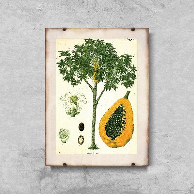 Vintage poster Papaya Fruit Tree Antique Botanical Print