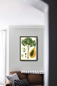 Vintage poster Papaya Fruit Tree Antique Botanical Print