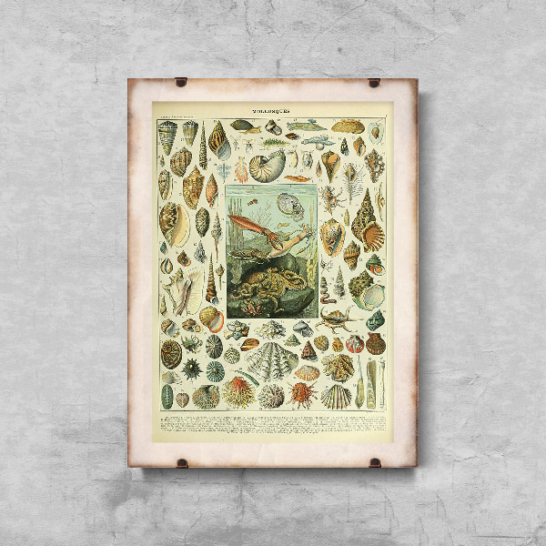 Poster Adolphe Millot Mollusques