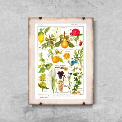 Wall art Botanical Print Plante Apéritive