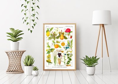 Wall art Botanical Print Plante Apéritive
