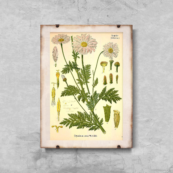 Canvas poster Botanical Print Anthemideae Compositae