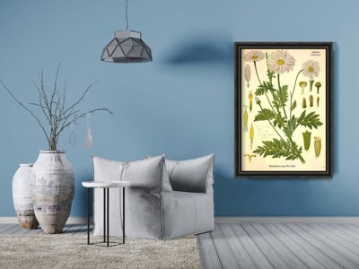Canvas poster Botanical Print Anthemideae Compositae