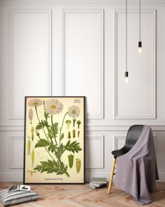 Canvas poster Botanical Print Anthemideae Compositae