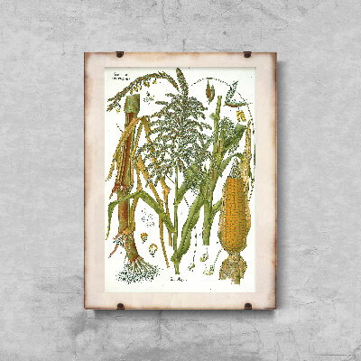 Poster Botanical Print Poaceae Botanical