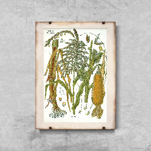 Poster Botanical Print Poaceae Botanical