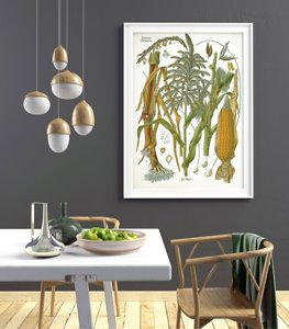Poster Botanical Print Poaceae Botanical