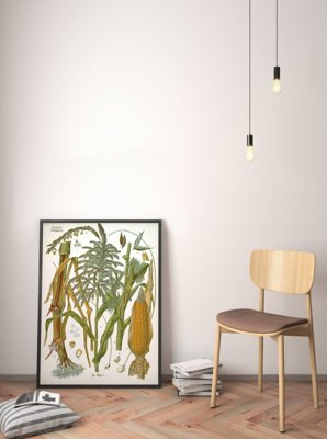 Poster Botanical Print Poaceae Botanical