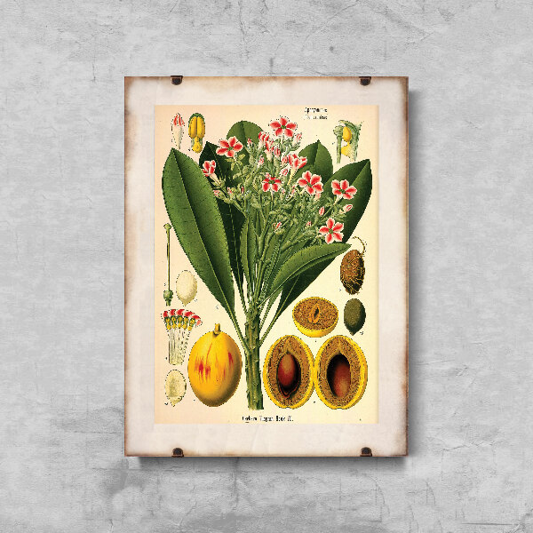 Vintage poster Botanical Apocyaceae Print