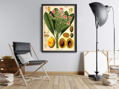 Vintage poster Botanical Apocyaceae Print