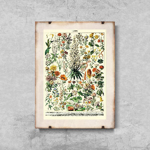 Vintage poster art Flower Print Adolphe Millot