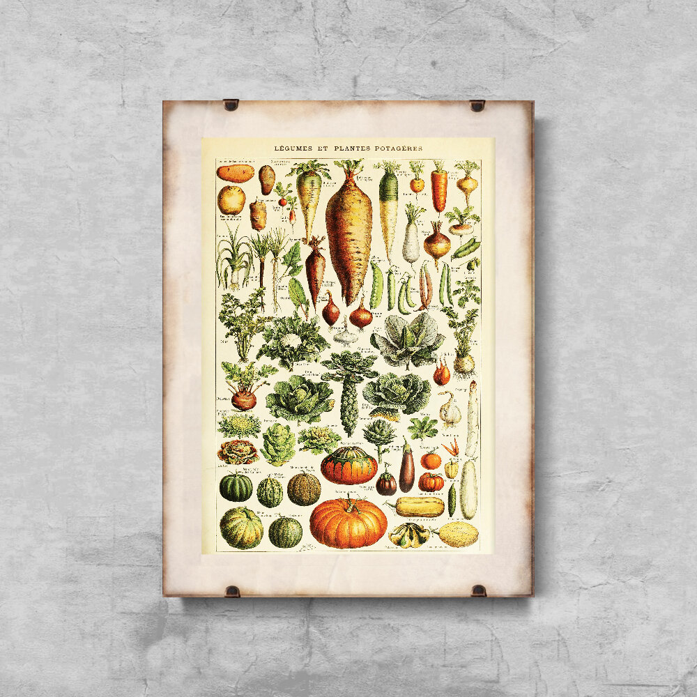 Adolphe Millot Legume Et Plante Potageres - Poster - VintagePosteria.com, image size:1000x1000