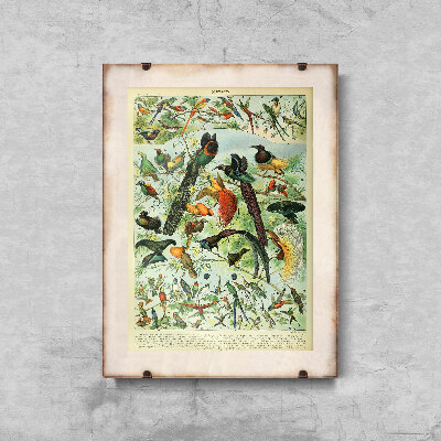 Poster Adolphe Millot Oiseaux Bird