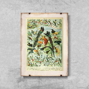 Poster Adolphe Millot Oiseaux Bird