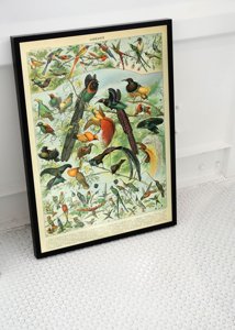 Poster Adolphe Millot Oiseaux Bird