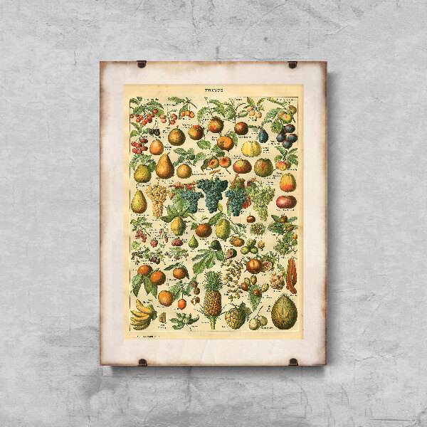 Vintage poster Fruit Print Adolphe Millot