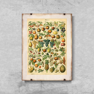 Vintage poster Fruit Print Adolphe Millot