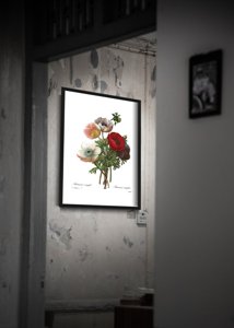 Wall art Flower Anomone Print
