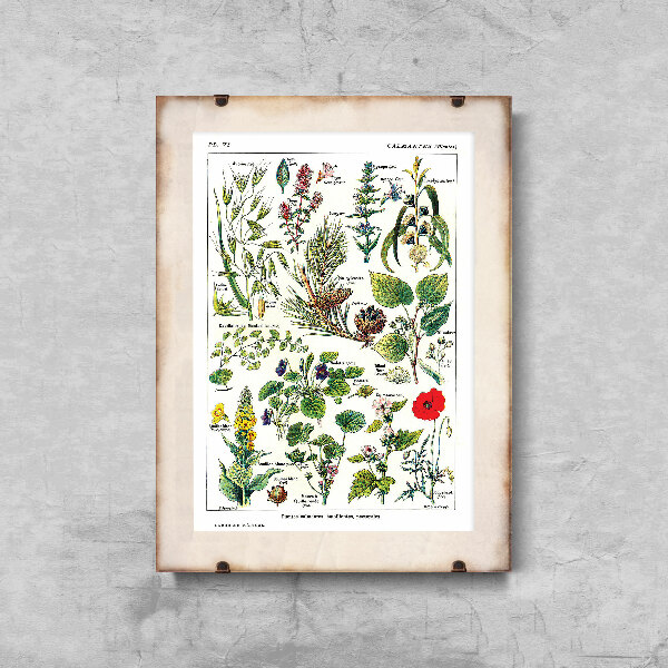 Canvas poster Botanical Print Calmin Plants Science 1912
