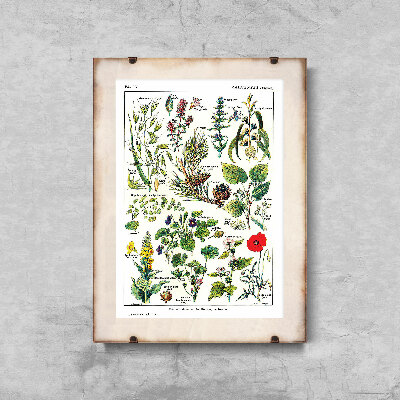 Canvas poster Botanical Print Calmin Plants Science 1912