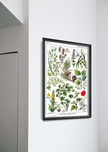 Canvas poster Botanical Print Calmin Plants Science 1912