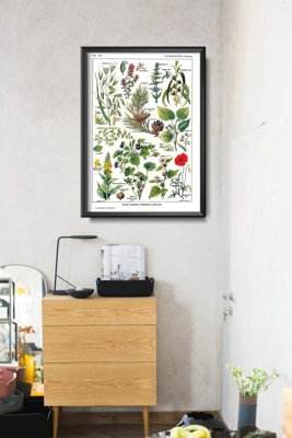Canvas poster Botanical Print Calmin Plants Science 1912