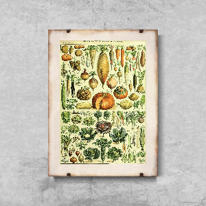 Poster Vegetable Print 1909 Adolphe Millot