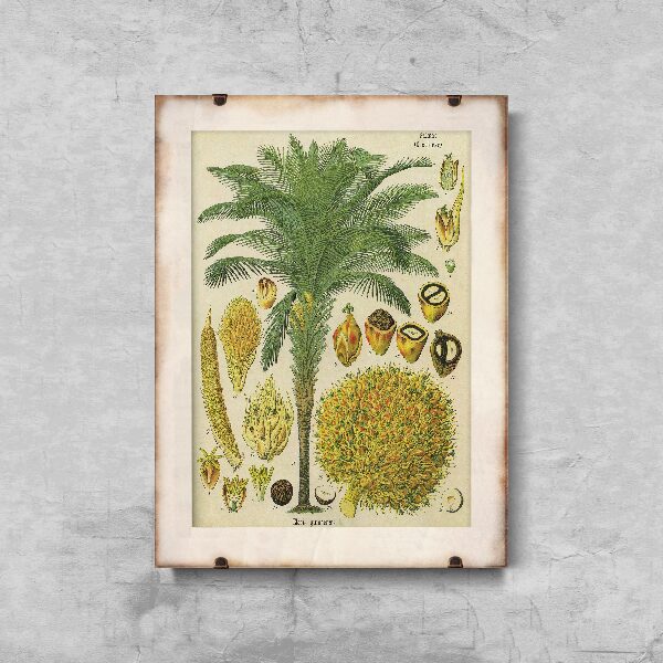 Vintage poster Botanical Print Coconut Palm Poster