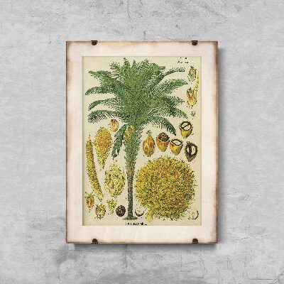 Vintage poster Botanical Print Coconut Palm Poster