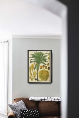Vintage poster Botanical Print Coconut Palm Poster