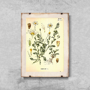 Poster Botanical Print Anthemis Arvensis