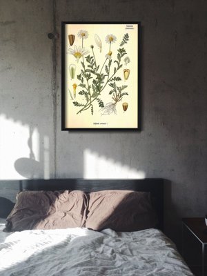 Poster Botanical Print Anthemis Arvensis