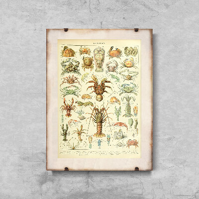 Vintage poster Science Print 1909 Adolphe Millot Crustaces