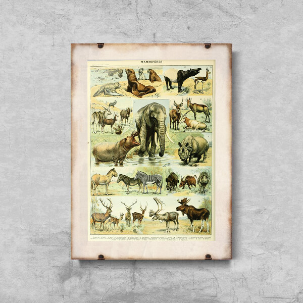 Vintage poster art Science Print Adolphe Millot Mammal