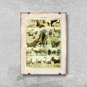 Vintage poster art Science Print Adolphe Millot Mammal