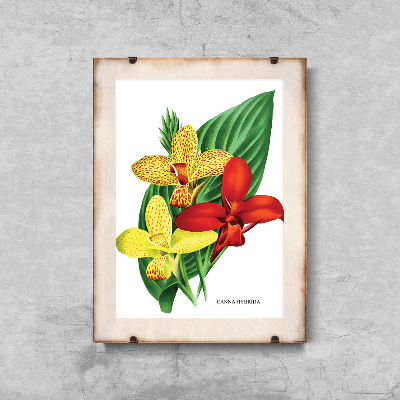 Wall art Flower Print 1957 Canna Lily