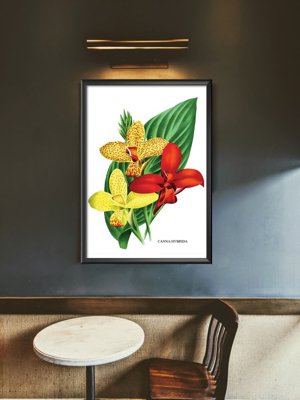 Wall art Flower Print 1957 Canna Lily