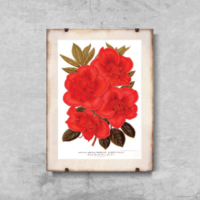 Canvas poster Flower Print 1957 Rhododendron Floral