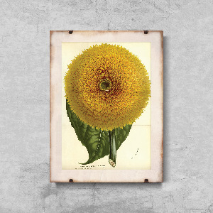 Poster Helianthus Californicus Insignis Sunflower Botanical