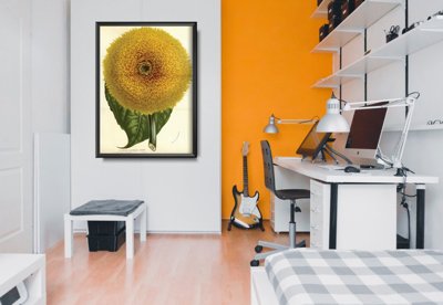 Poster Helianthus Californicus Insignis Sunflower Botanical