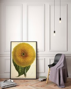 Poster Helianthus Californicus Insignis Sunflower Botanical
