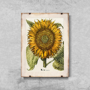 Vintage poster Sunflower Print Botanical