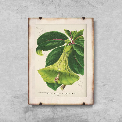 Vintage poster art Flower Print 1957 Devil's Trumpets Floral